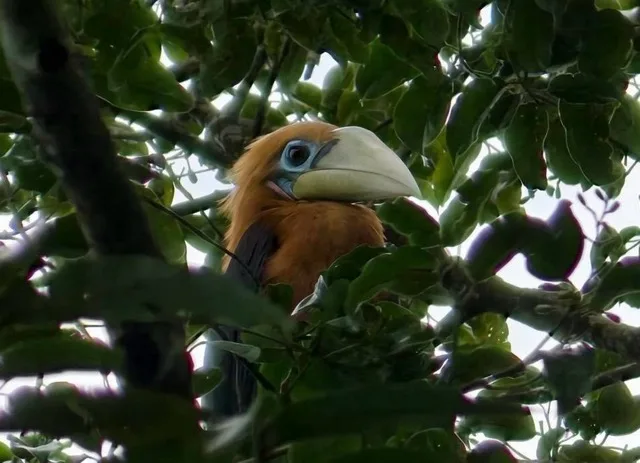 タイ西部で希少なアカガシラヒゲサイチョウ発見