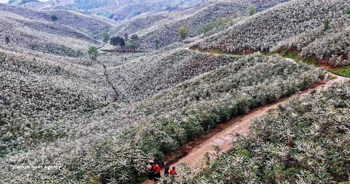 ソンラ省の丘陵地帯がコーヒーの花で覆われ、純白の絶景に