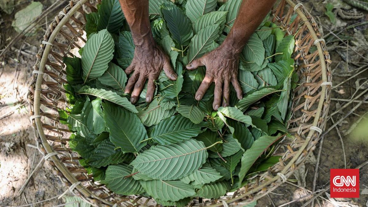 インドネシア、クラトム・クメニヤン加工で新時代へ