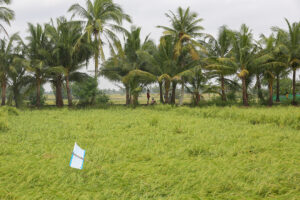 Land Use Bill Delay Erodes Food Security, DEPDev Warns