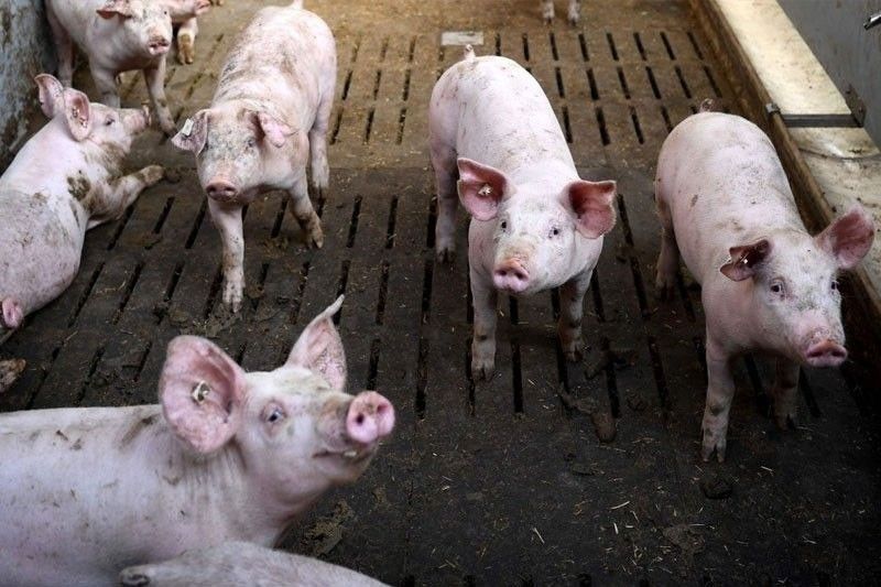 アフリカ豚熱、ビサヤ諸島に拡大懸念 地域封鎖で畜産業保護図る