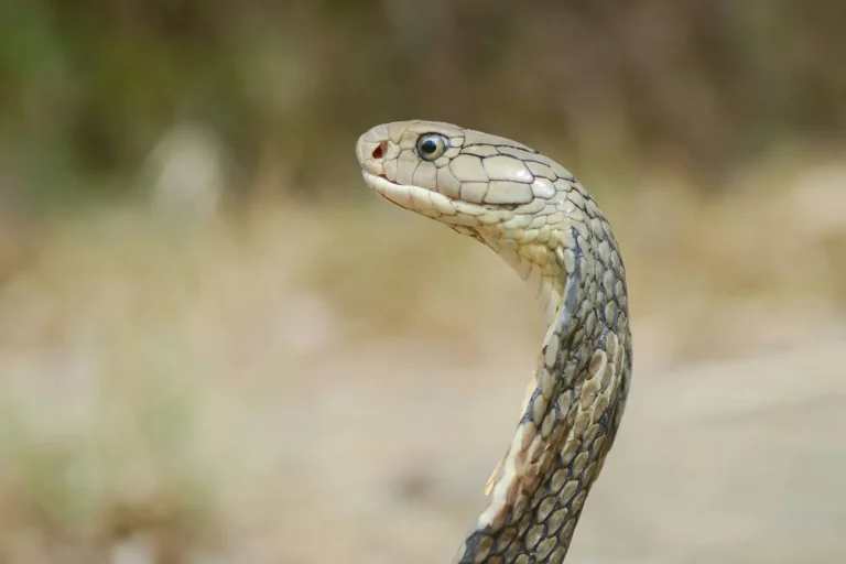 世界で唯一、巣を作るキングコブラの繁殖戦略