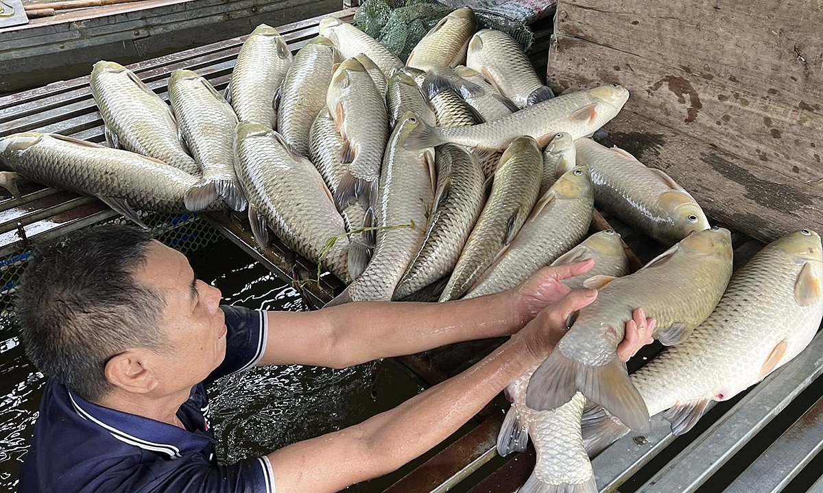 ベトナム中部ゲアン省のラム川で魚が大量死、異常気象による水質変化が原因か