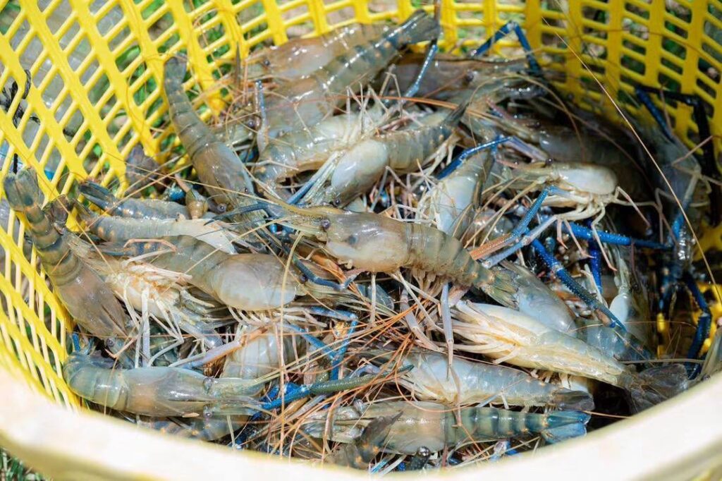 タケオ州、ザリガニ養殖を奨励 - 市場の好調を受け知事が生産拡大を後押し