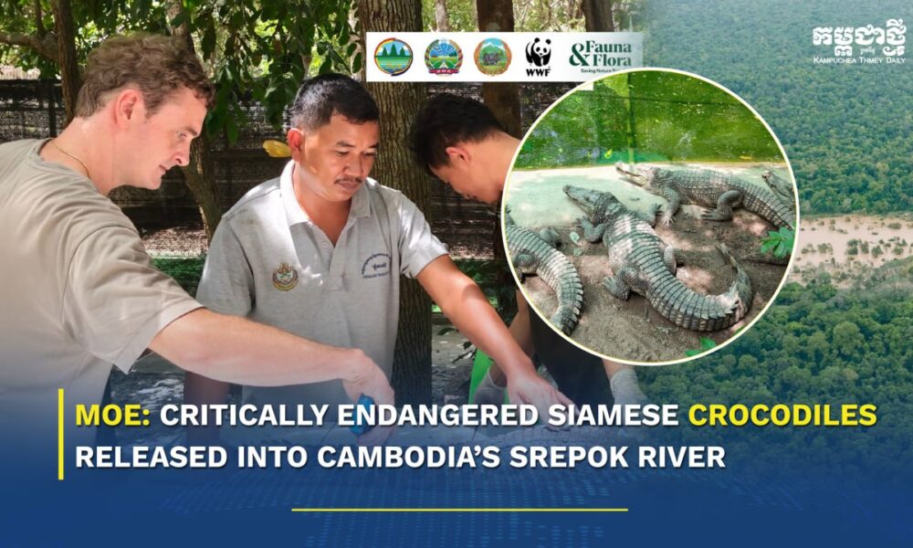 MoE: Critically Endangered Siamese Crocodiles Released Into Cambodia’s Srepok River