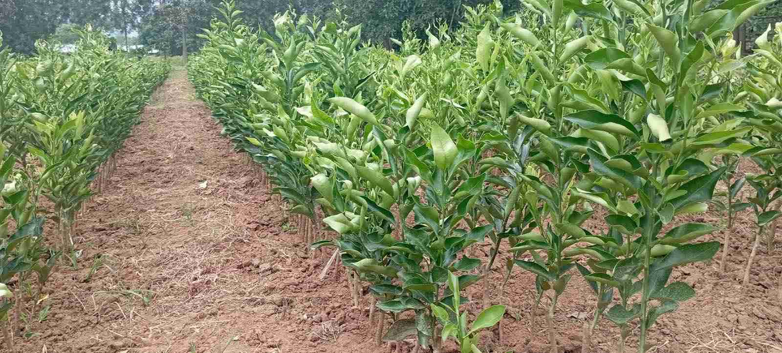 Orange, tea, and coffee seedlings being stolen in Ywangan
