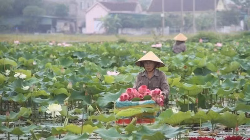 Vietnam Builds Market Trust with Agricultural Product Traceability System