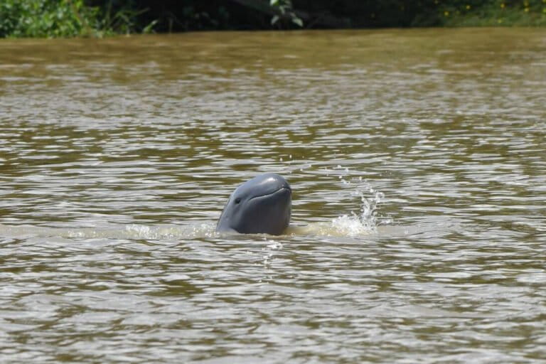 Mahakam River's Miracle: The Secrets of Dolphins with Flexible Necks and Advanced Sonar