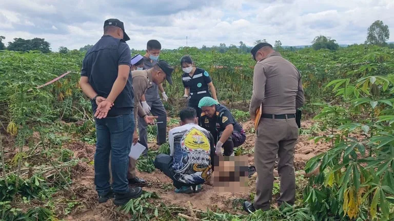 Buriram Farmer Murdered, Cassava Theft Suspected Motive