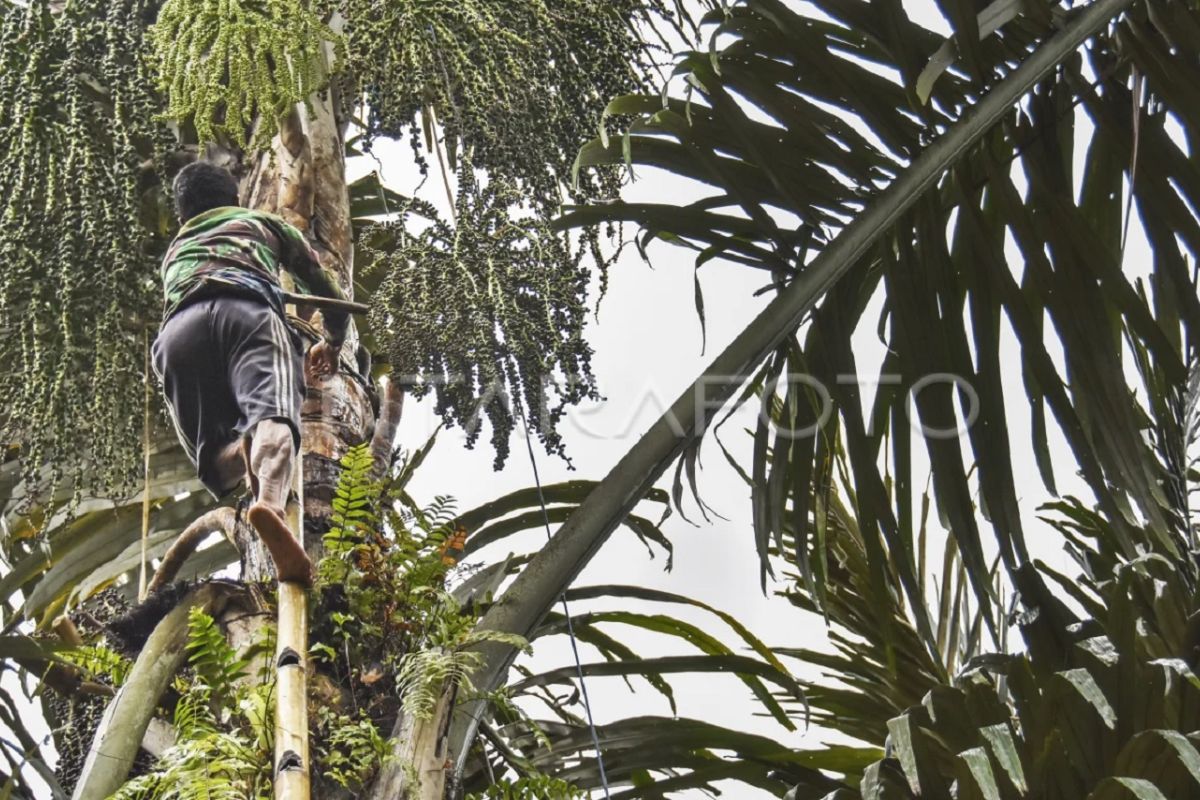 Sugar Palm in East Kalimantan Holds Key to Bioethanol Development