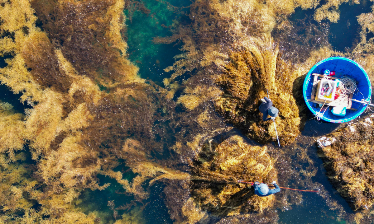 ベトナム沿岸部、「海の稲」収穫期 中国向け海藻が地域経済を支える
