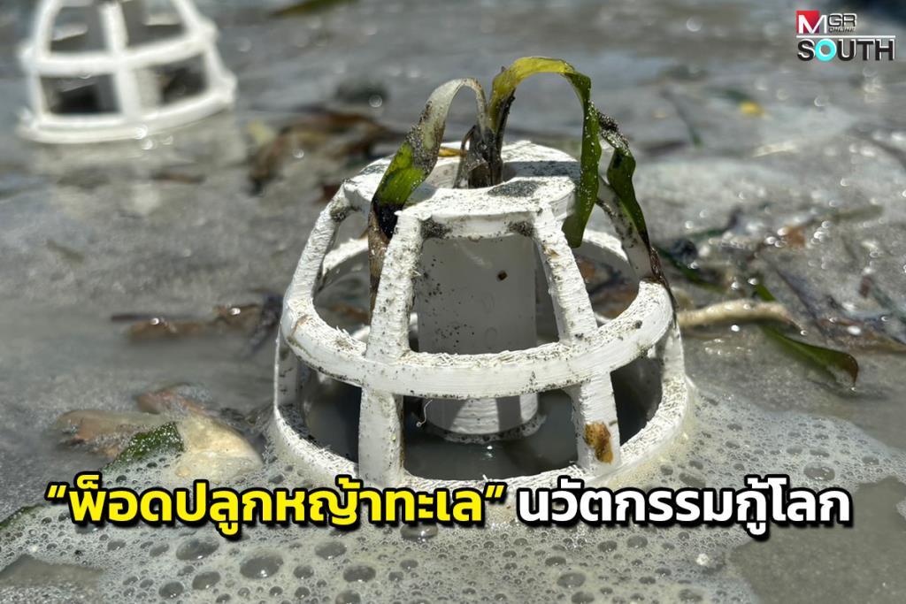 Thai-Australian Researchers Develop Seagrass Planting Pods for Ocean Restoration