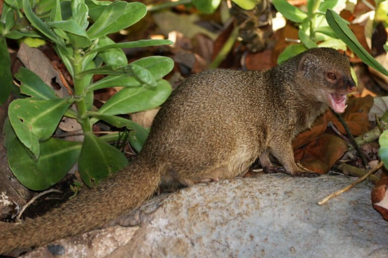 Invasive Javan Mongoose Threatens Indonesia's Biodiversity