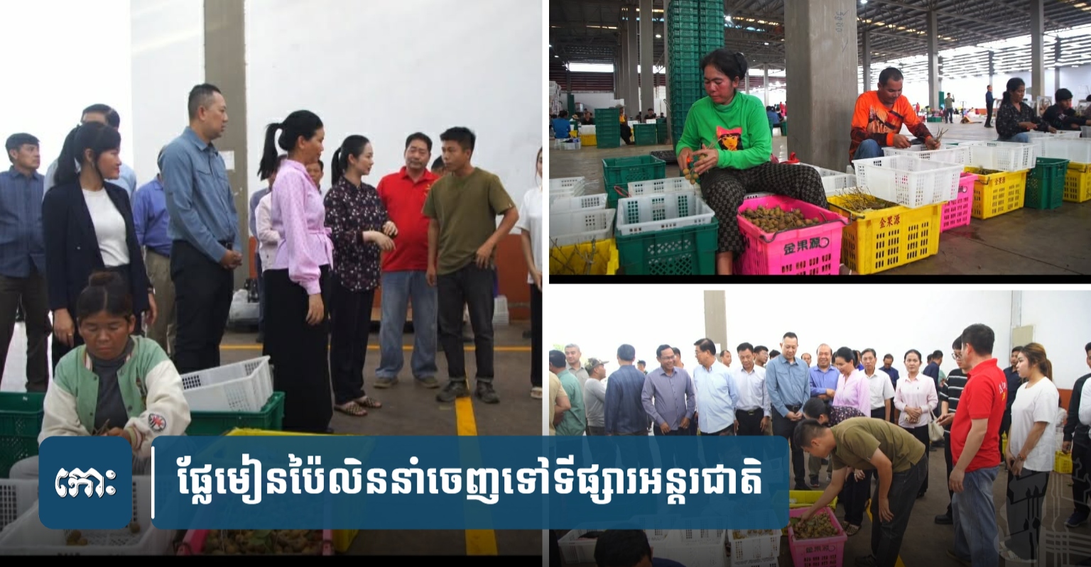 カンボジア産ドリアン、国際市場へ輸出拡大 雇用創出にも貢献