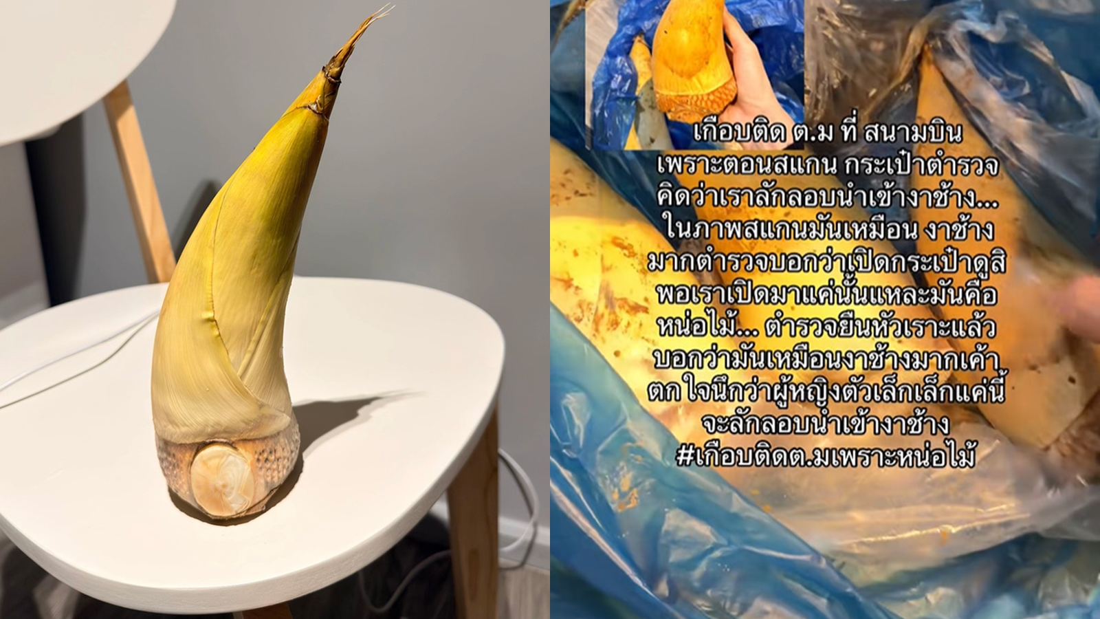 Bamboo Shoot Mistaken for Ivory at Thai Airport, Passenger Faces Scare