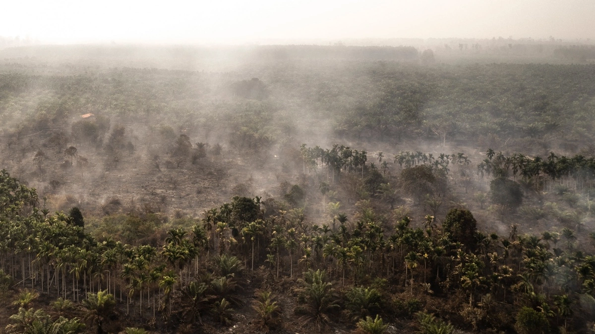 South Sumatra Police Investigate 20 Corporations in Forest Fire Case, Over 800 Hectares Sealed