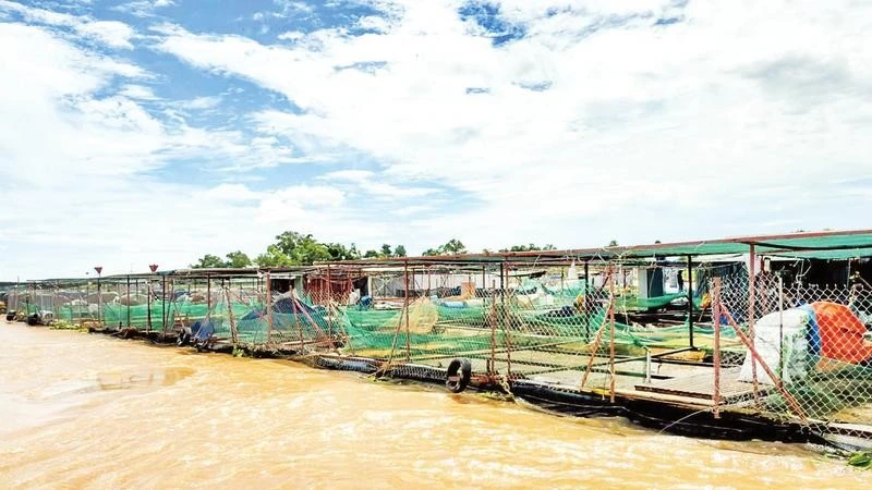 Vinh Long Province Enhances Support for Sustainable Aquaculture Development