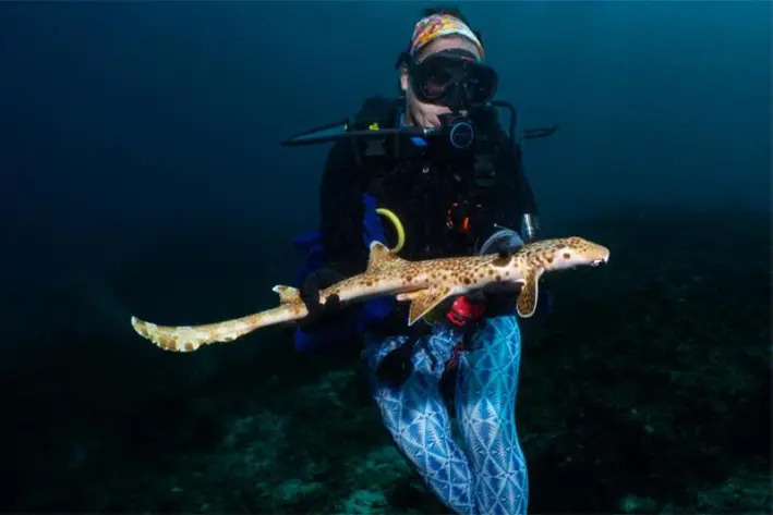 新種の「歩くサメ」12種発見、絶滅リスク懸念