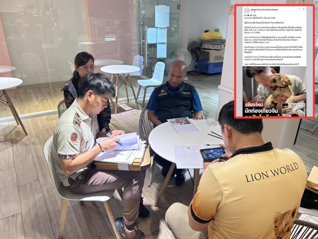 Chiang Mai Lion Cafe Under Investigation After Chinese Tourist Attack