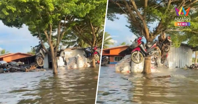 タイ、洪水対策でバイクを木に吊るすユニークな光景