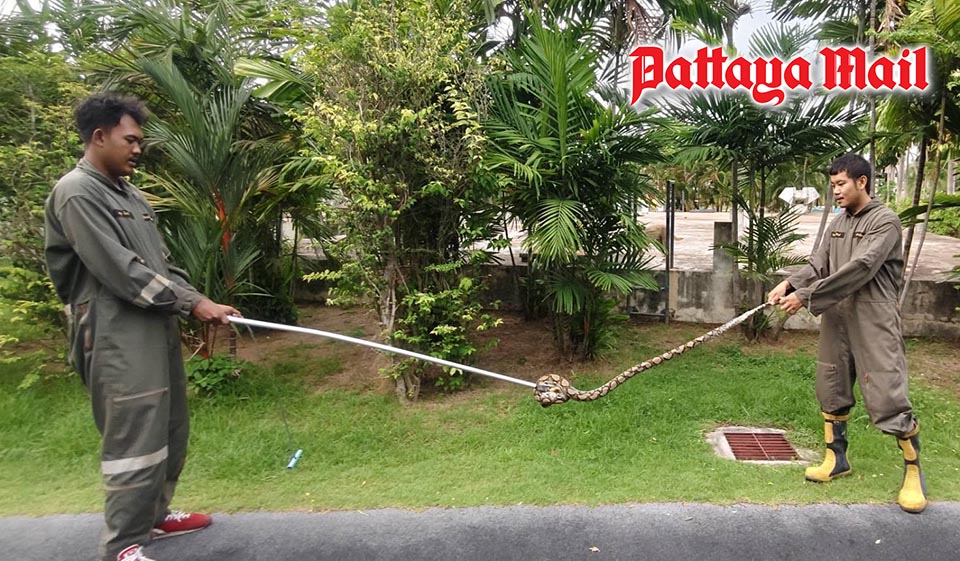Giant Snake Captured at Pattaya Youth Sports Center, Startling Runners