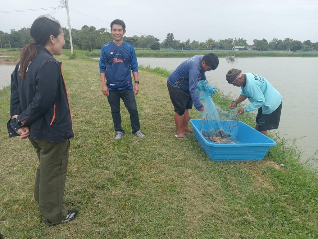 Thai Shrimp Farmers in Kalasin Fear Invasive Black-Nosed Crappie