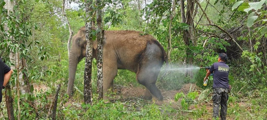 Thai Wildlife Reserve Aids Injured Wild Elephant 'See Dor Thong Muan'