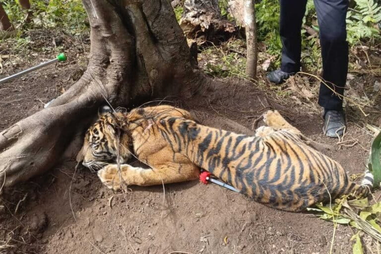 Sumatran Tiger: Forest Guardian or Misunderstood Predator?
