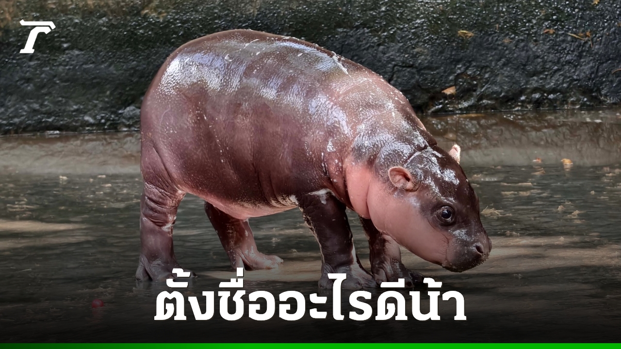 タイで「カバの赤ちゃん」ブーム続く:コンケーン動物園が命名投票へ