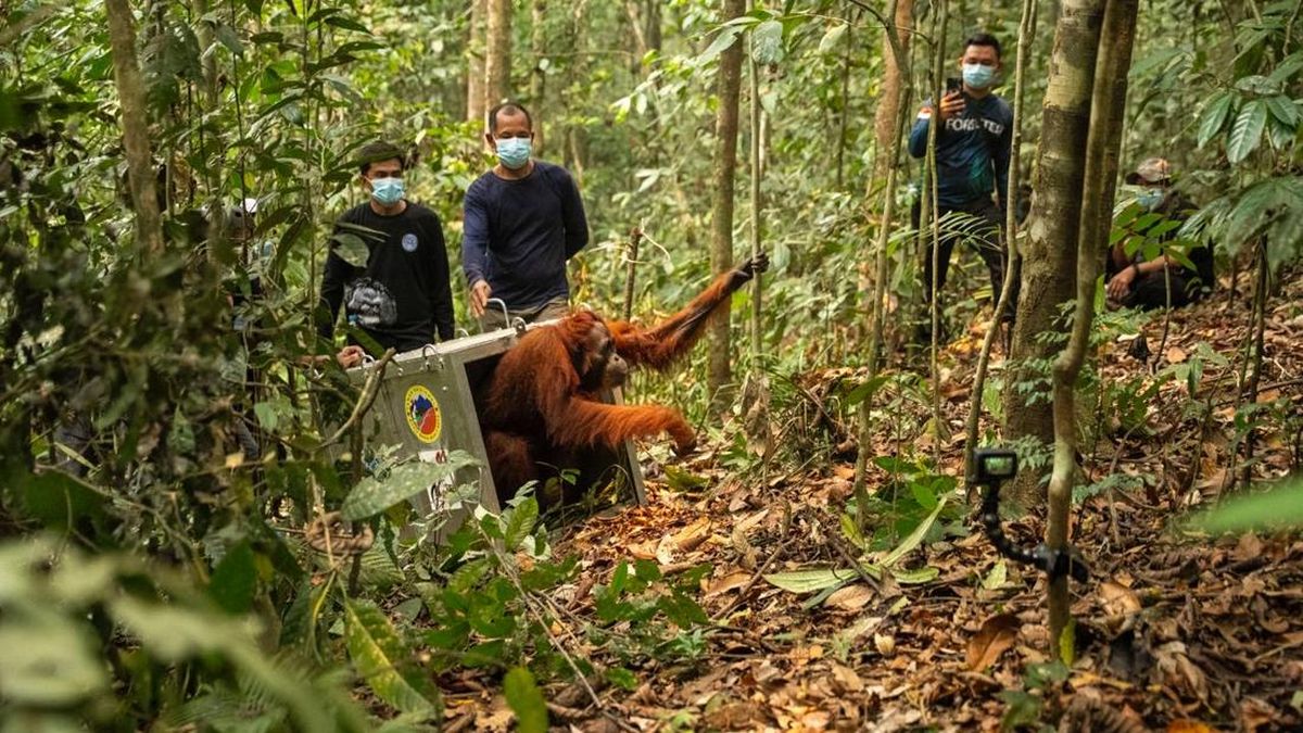西カリマンタン、森林と林業の犠牲者8頭のオランウータンが解放、生息地は依然として脅かされている 15 分前