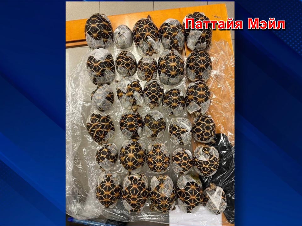 Taiwanese woman arrested at Suvarnabhumi Airport for smuggling 30 Indian Star Tortoises
