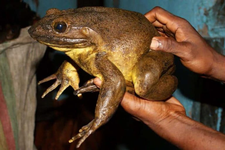 Goliath Frog, Cat-Sized Amphibian Capable of Moving Large Stones, Now Critically Endangered