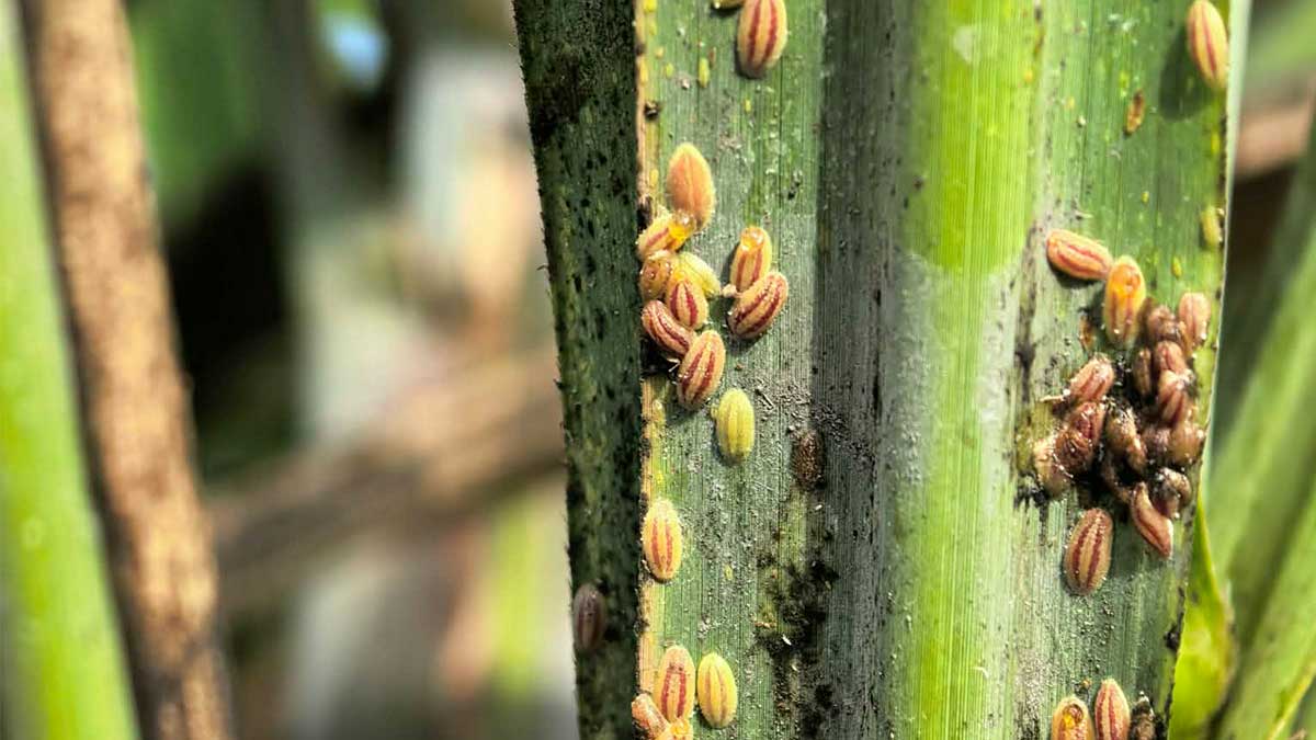 フィリピン、サトウキビ害虫大発生で非常事態宣言 パッシ市