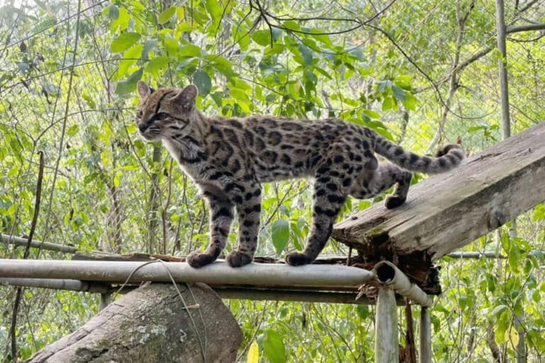 New Wild Cat Species Discovered in Bolivia After 100 Years