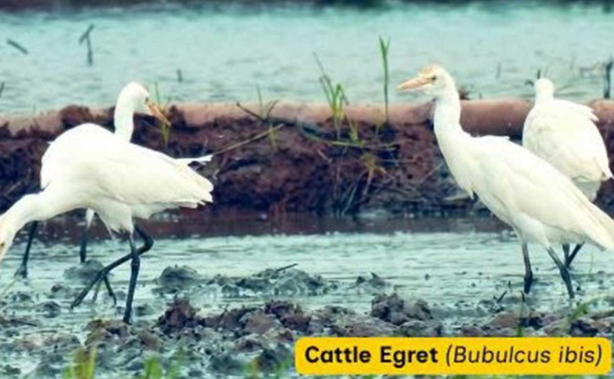 ケソン州の湿地帯、渡り鳥の重要な保護区として機能