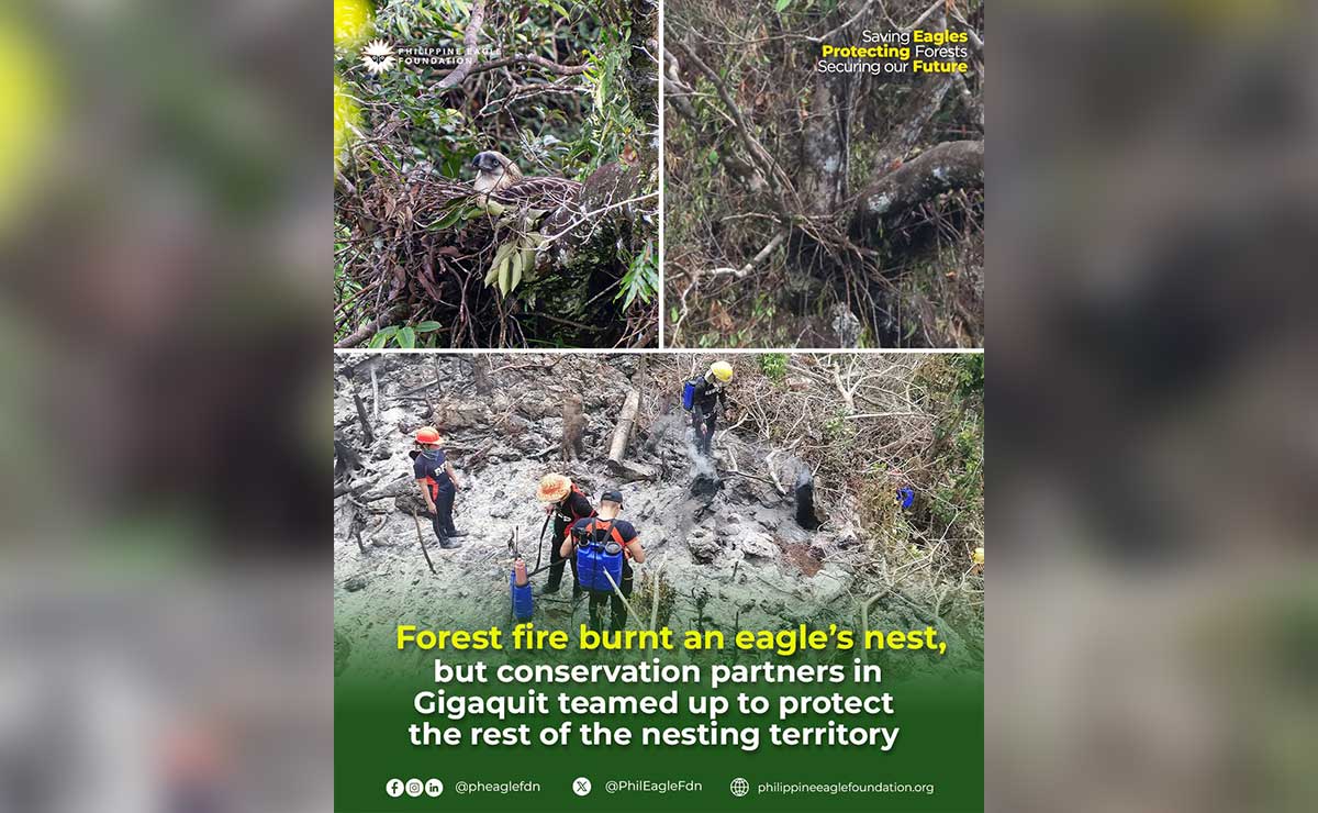 Forest fire threatens Philippine eagle nests