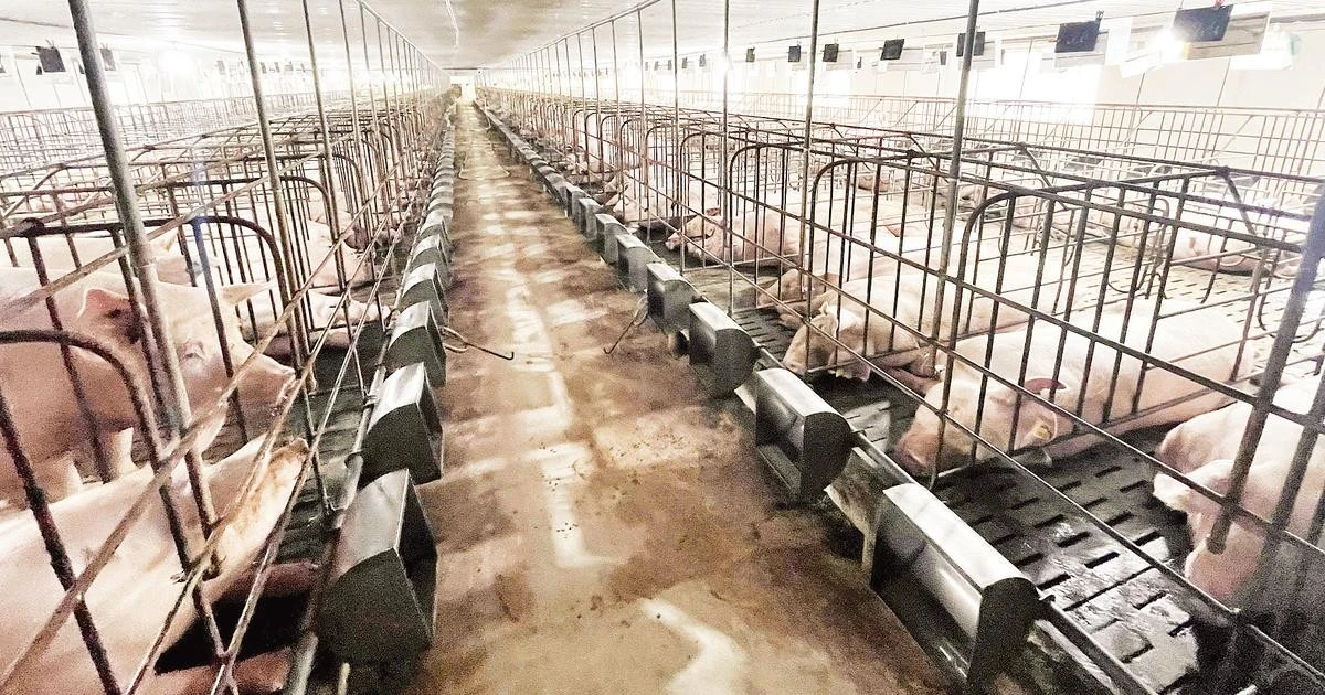 Lai Châu Province Accelerates Investment Attraction in Concentrated Livestock Farming