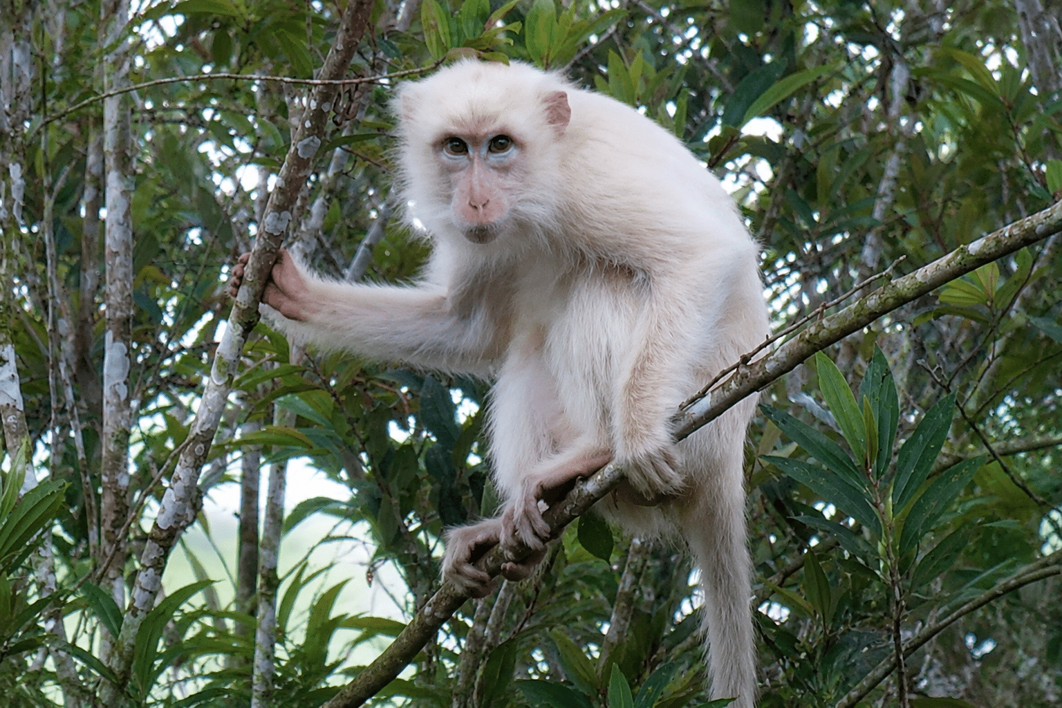 Rare White Macaque in Sultan Kudarat Becomes Focus of Protection Efforts