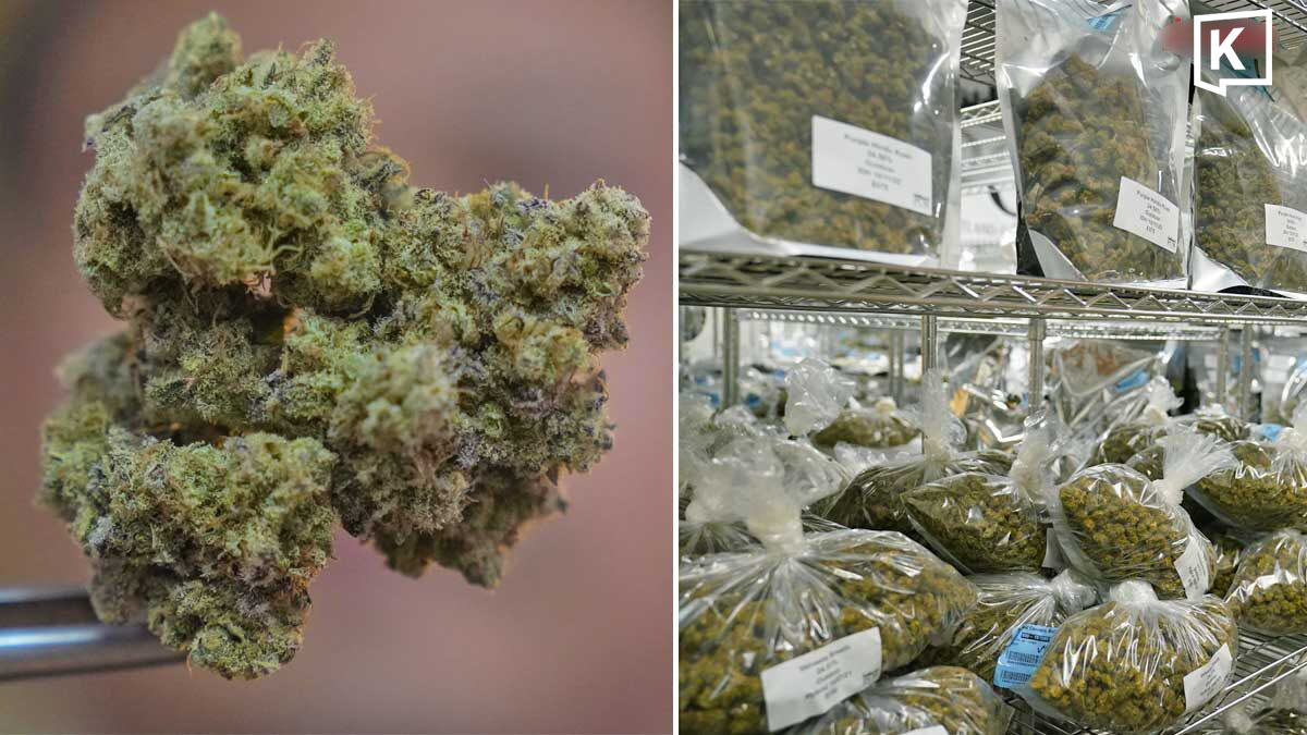 Indonesia Seizes Over 3.3 Tonnes of Cannabis From Thailand, Arrests 12