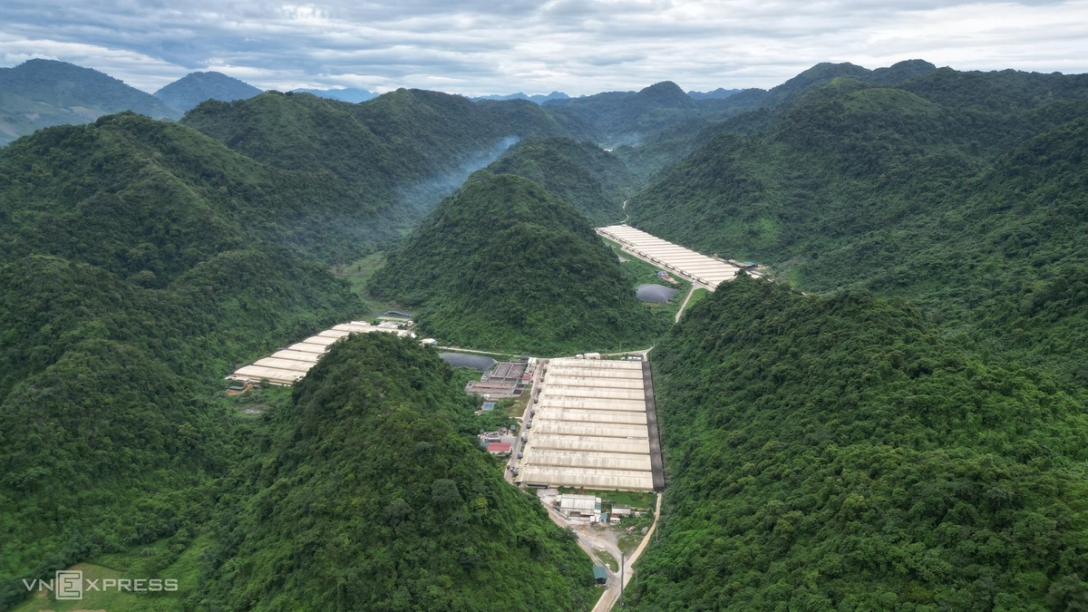 Vietnam Pig Farm Gas Leak Kills 5, Authorities Launch Full Investigation