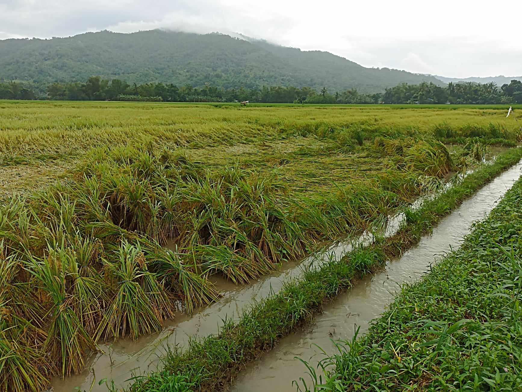 Farm Damage Nears P3 Billion Due to Monsoon and Tropical Cyclones