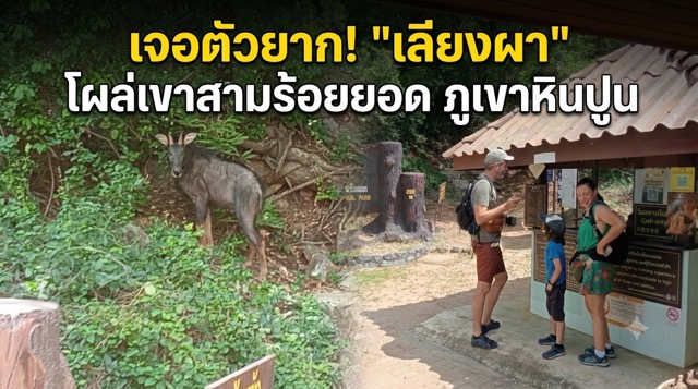 サムローイトヨート国立公園、希少なヤマアラシの目撃で自然の豊かさを証明