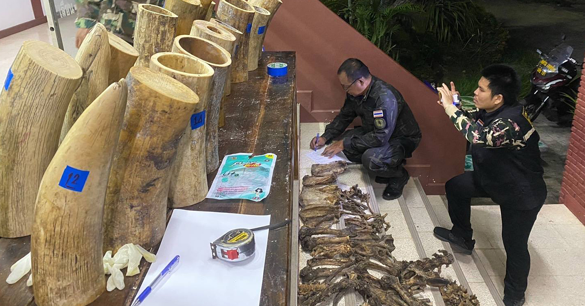 Thai Authorities Seize 130kg of Ivory Bound for Laos in Mekong River Raid
