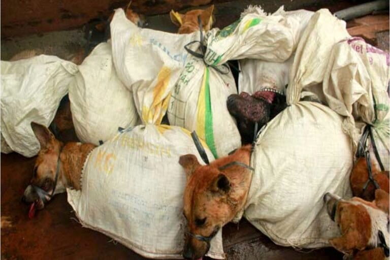 Ban on Dog and Cat Meat Trade: Focus on Early Passage of Animal Welfare Bill