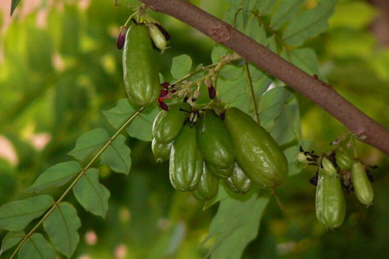 Belimbing Wuluh: The Ultra-Sour Fruit Hiding Potential Health Risks