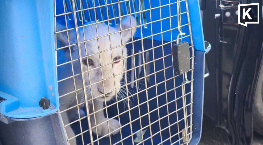 チェンマイの違法ホテルから白ライオンの赤ちゃん保護、中国人経営者を逮捕