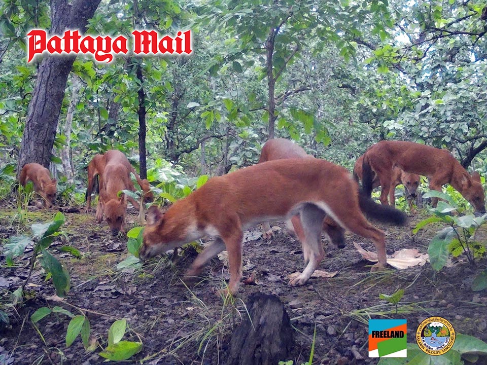 タイ北部で希少犬科動物「ディンゴ」の群れ確認、保護活動の成果示す