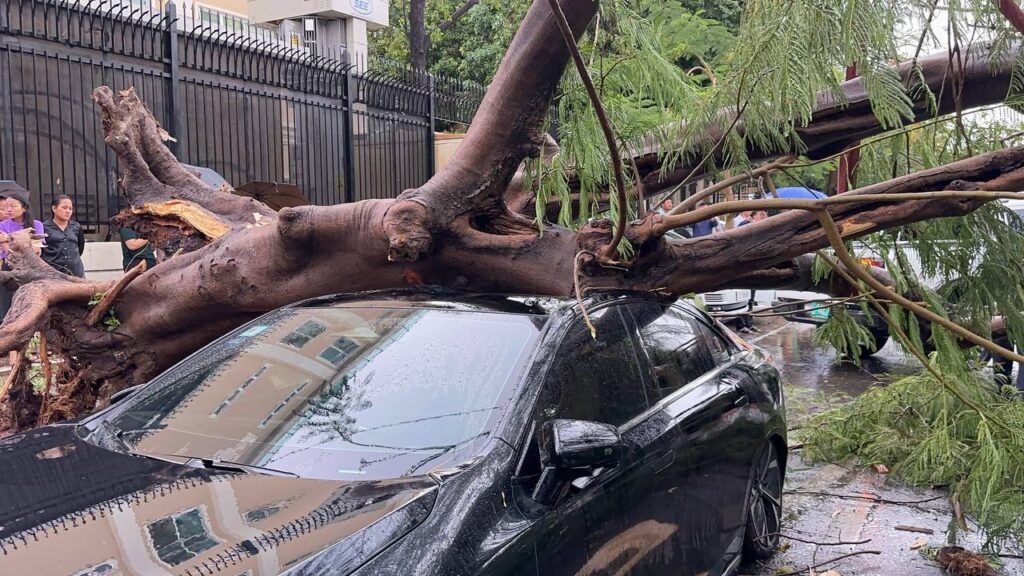 Heavy Rain and Strong Winds in Phnom Penh Cause 3 Trees to Fall, Damaging 3 Vehicles
