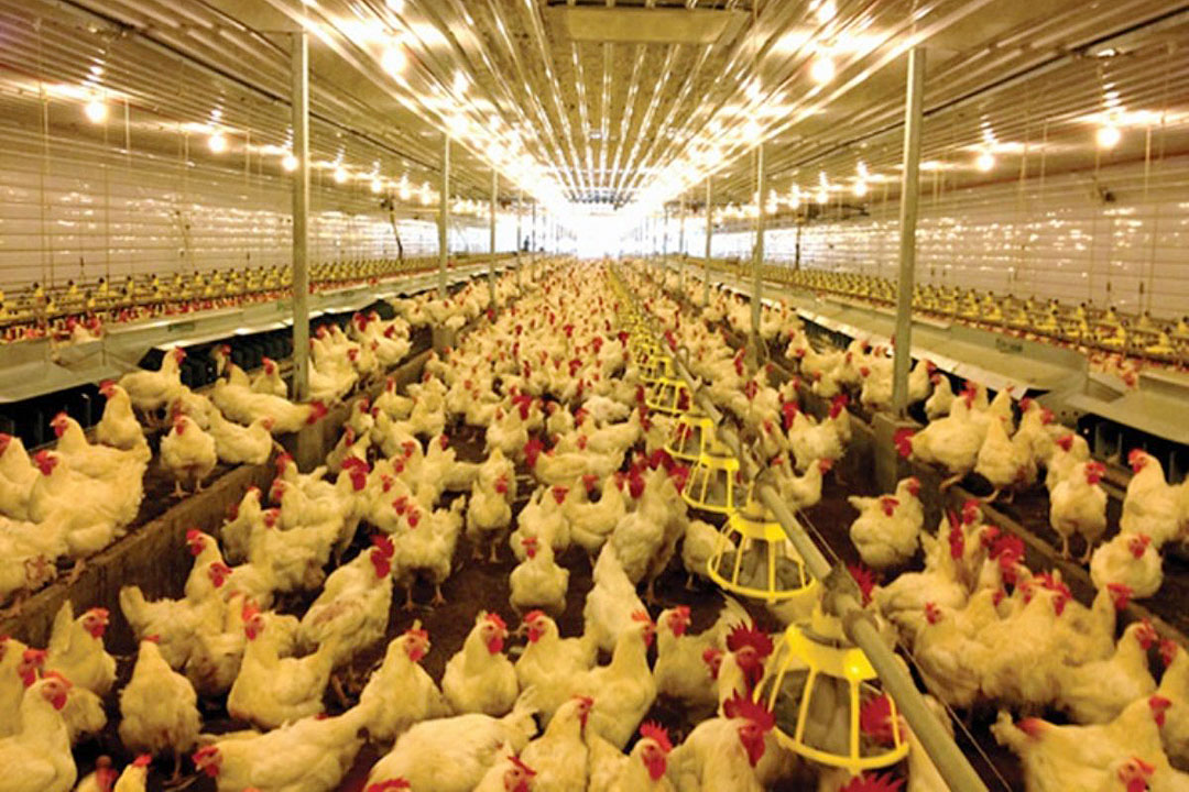Philippine Poultry Growers Skeptical of 2027 Growth Amid High Fuel Costs, Inflation