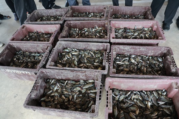 Phetchaburi Tackles Invasive 'Black-Chin Tilapia,' Turning Crisis into Opportunity for Fish Feed